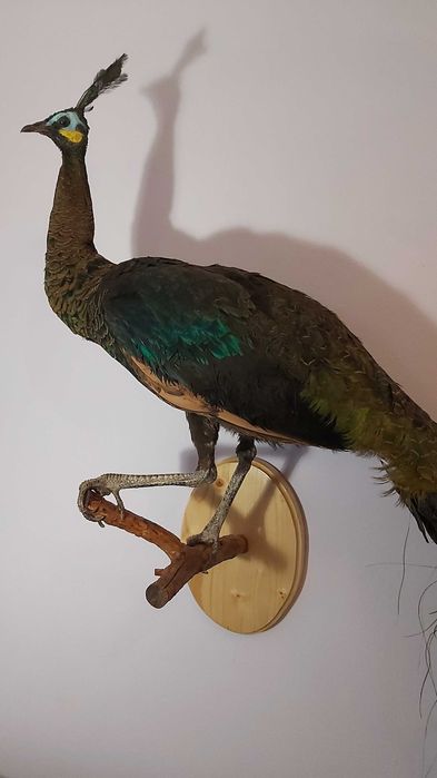 Чучело Яванського Зеленого павліна