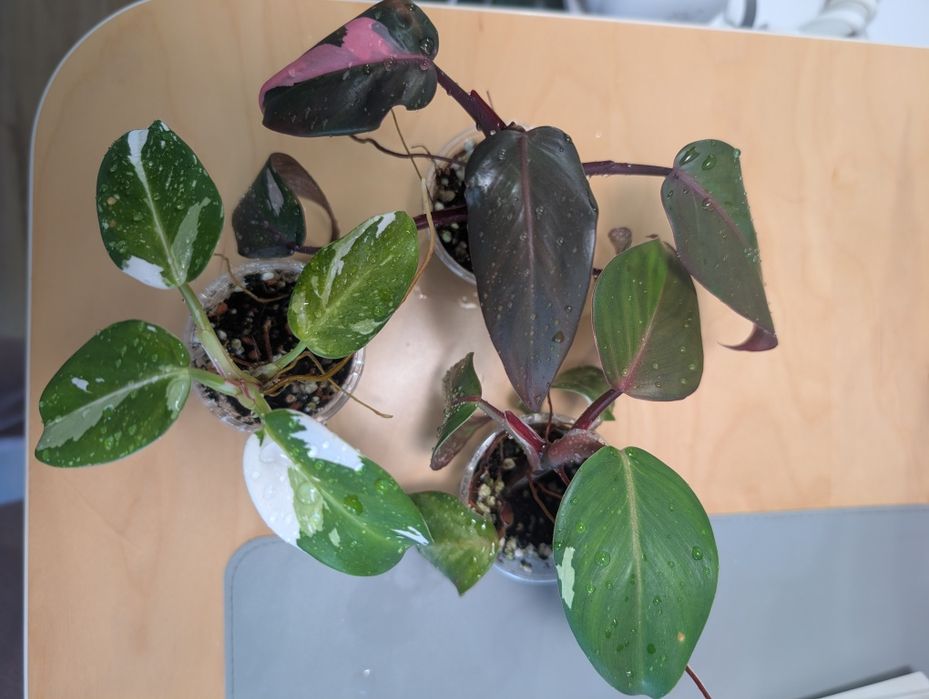 Zestaw philodendron (pink princess, white princess, white Knight)