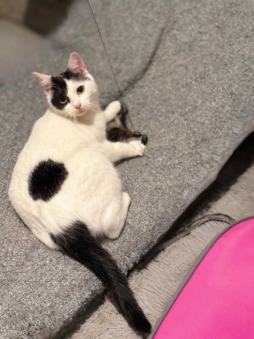 Łatka - urocza, drobna kotka do adopcji