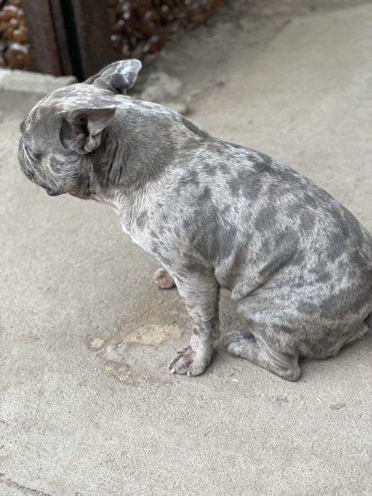 Вязка французкый бульдог голубое мерле