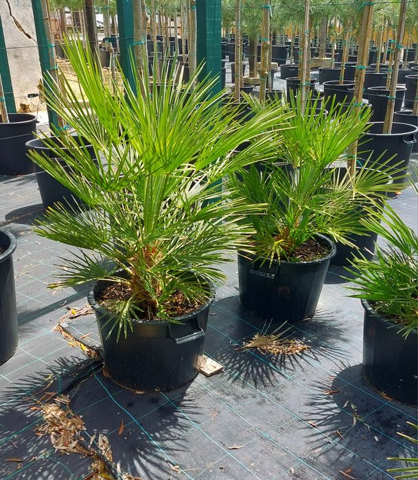 Palmeiras leque anãs