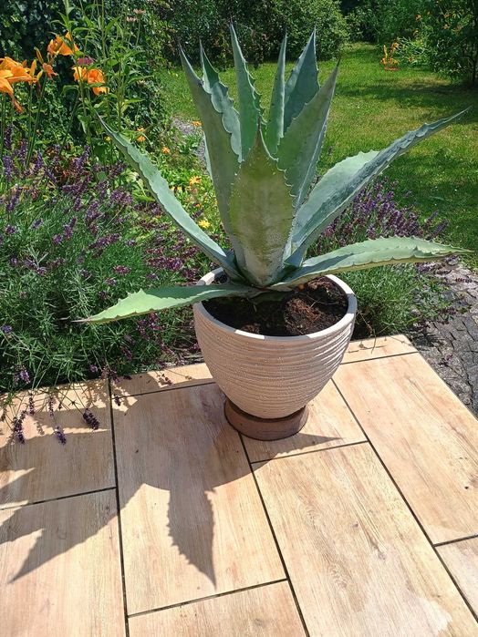 Agawa piękna, duża, zdrowa