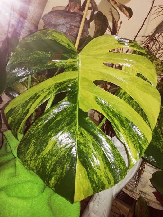 Monstera Marmorata Aurea Variegata roślina poszukiwana Philodendron