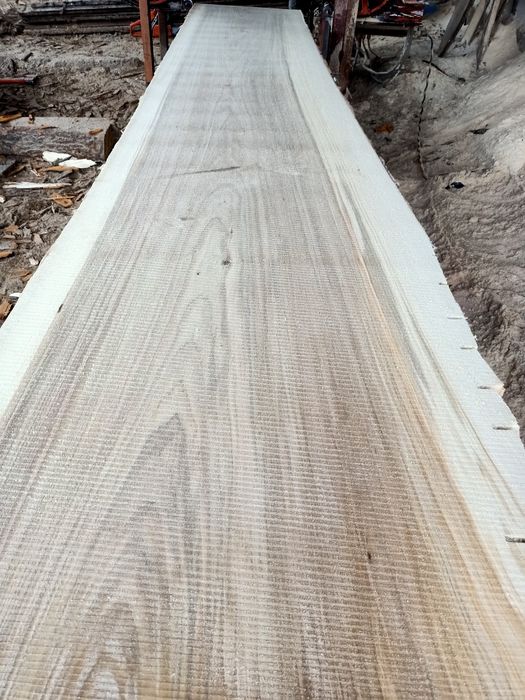 Tarcica topolowa topola osika