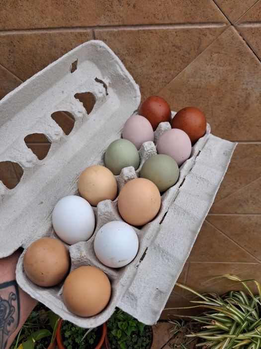 Ovos galandos de várias racas