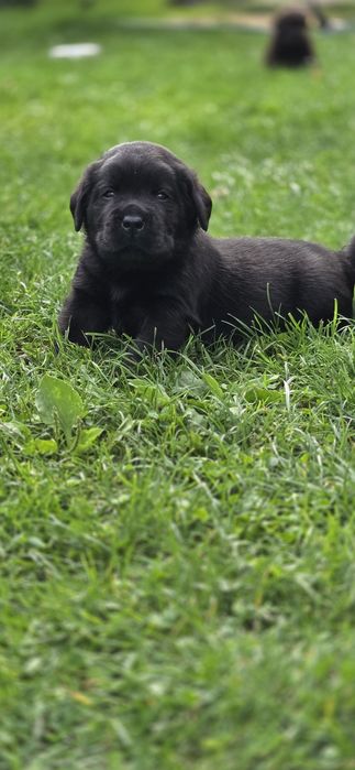 Labrador Retriever