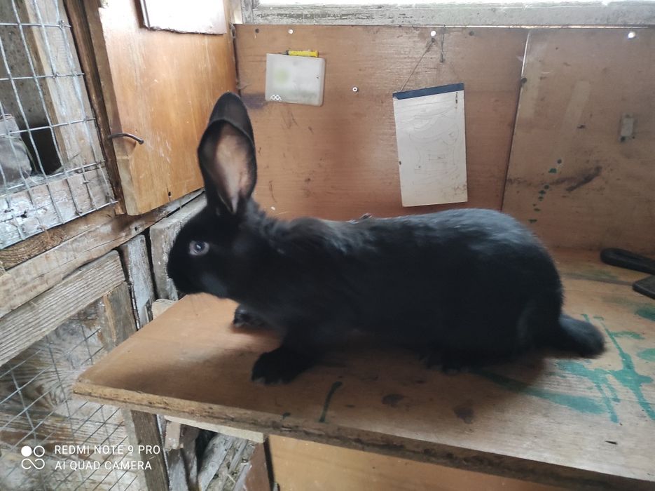 Продаж кролів Полтавське Срібло.