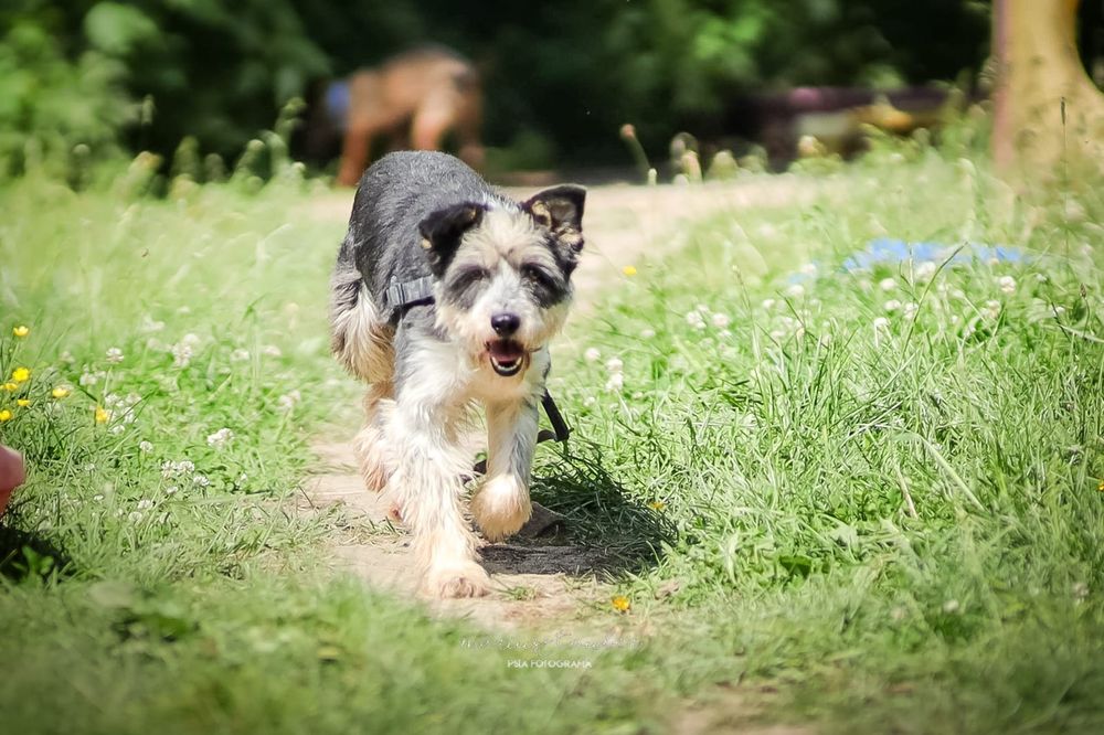 Panda czeka na swój pierwszy dom!