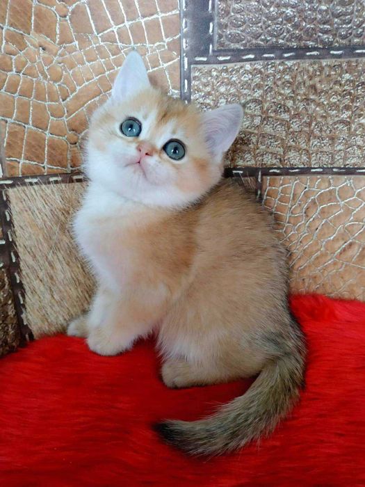 Шотландские Золотые шиншиллы девочки Наоми и Норма