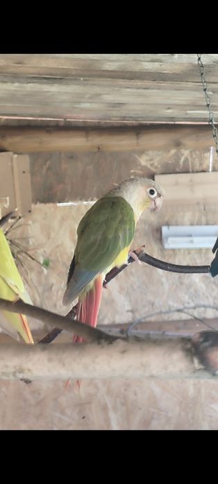 papugi ,papuga sprzedam