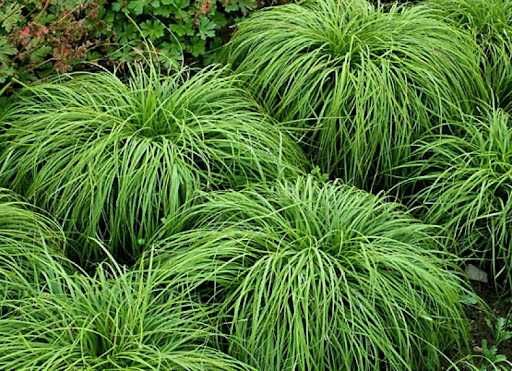 Turzyca wiosenna 'The Beatles'