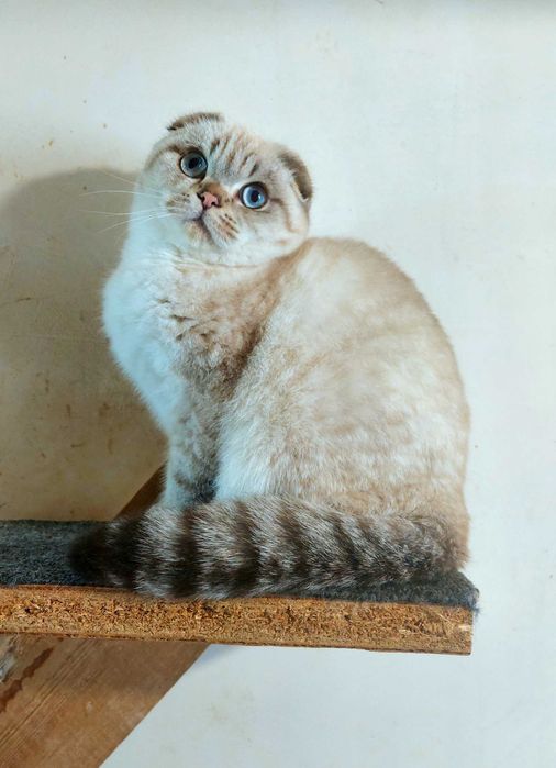 Шотландський красень в улюбленці