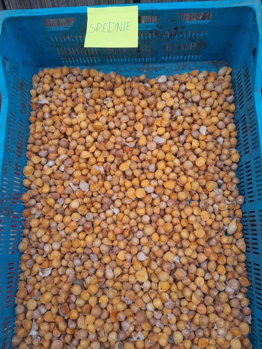 Czosnek czosnek słoniowy sloniowy cebulki przybyszowe nie ząbki