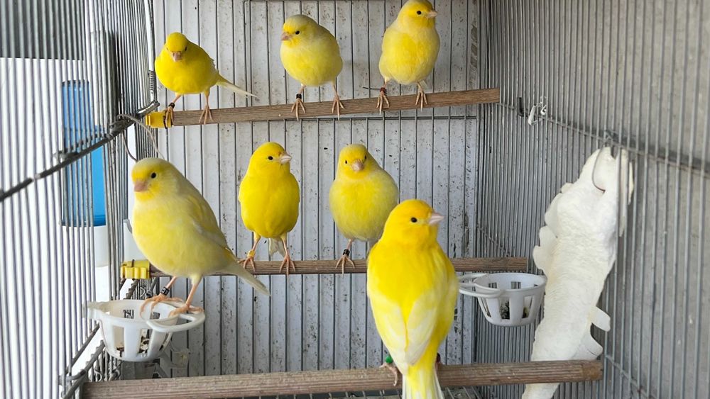 Canários Amarelos Machos e Fêmeas (Intensos e Nevados) - Anilhados