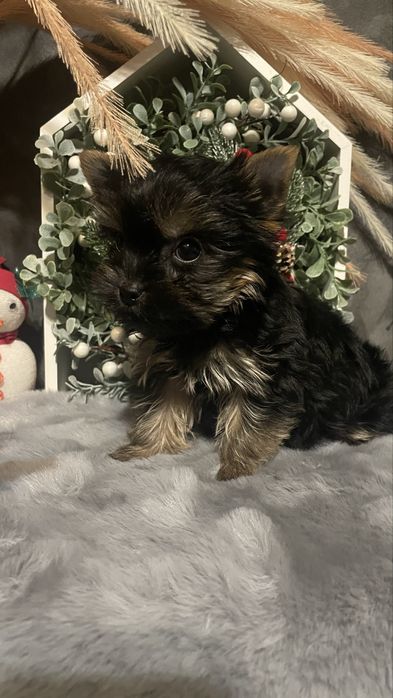 Йорочка-міні дівчинка