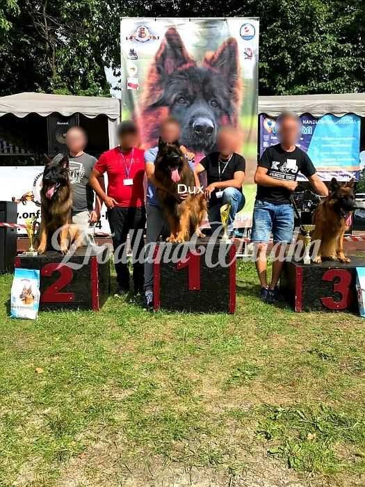 Owczarek Niemiecki Szczenię