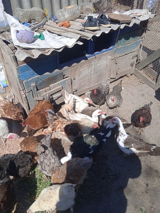 Продам сім'ю шипунів