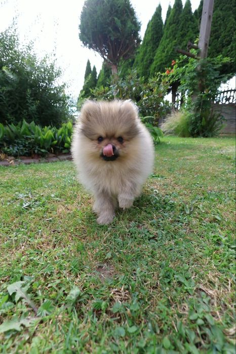Szpic miniaturowy pomeranian z rodowodem