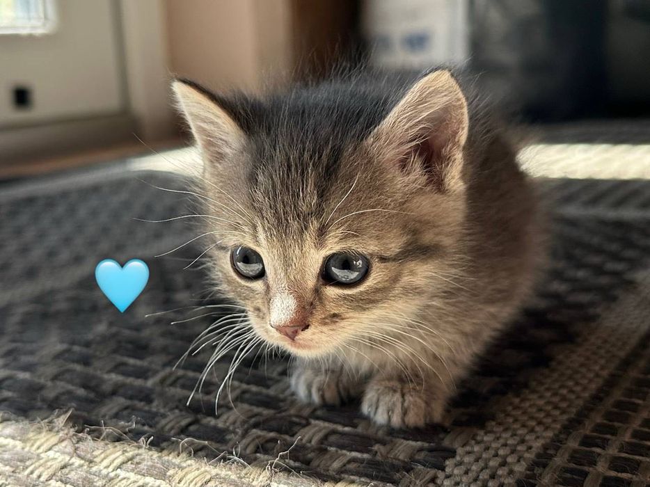 Отдам котят в хорошие руки