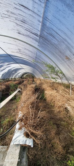Estufas agrícolas com 4 túneis cada de 2020