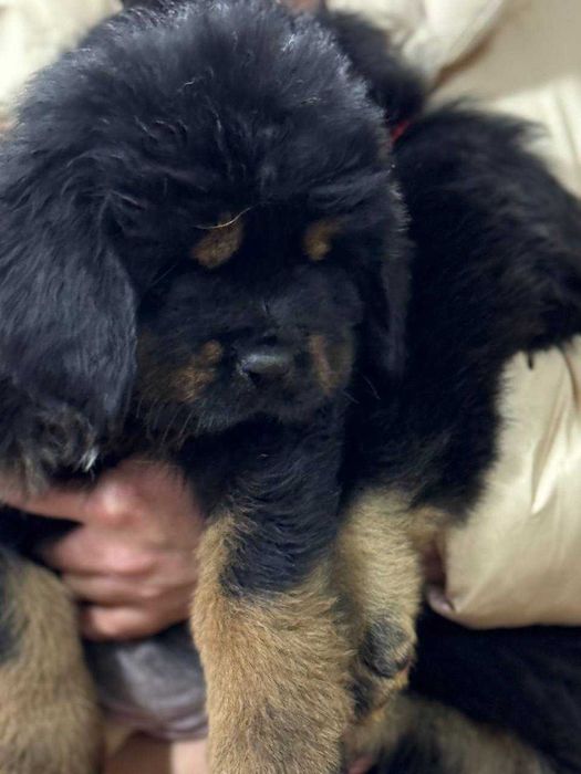 Щенки Тибетского мастифа (Девочки) из питомника