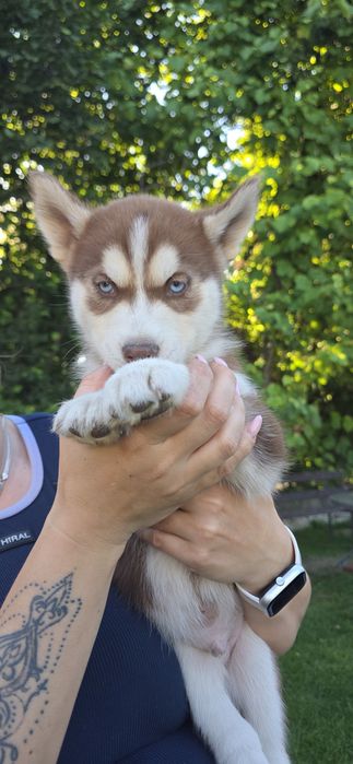 Husky piękne z rodowodem