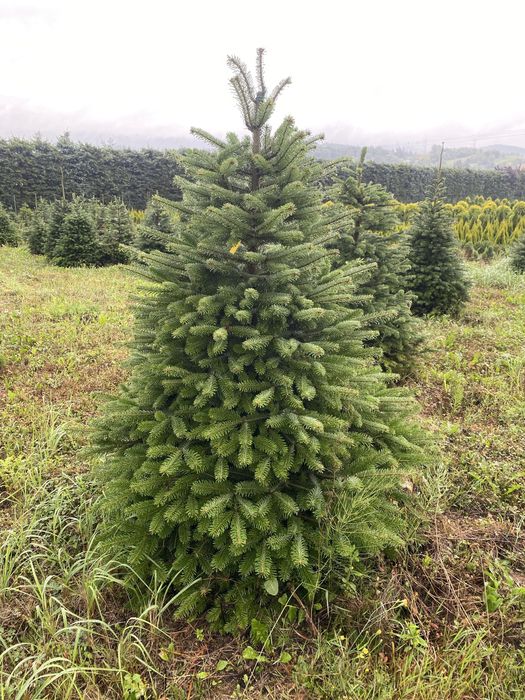 Jodła Kaukaska z własnej plantacju