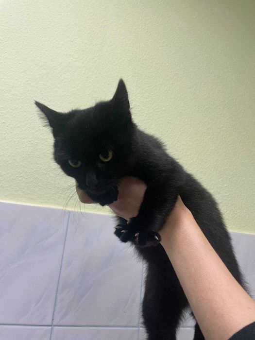 Кошеня Вукі, 4-5 міс. в пошуках дому.