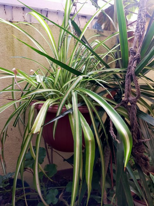 Planta de exterior ou interior