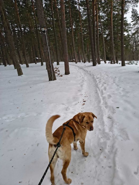 Labrador szuka nowego domu