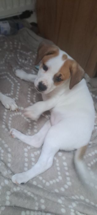 Oddam pieska w dobre ręce