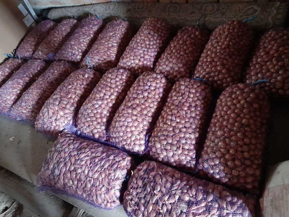 Продам цибулю кущівку