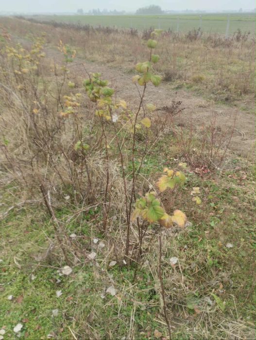 Maliny letnie sadzonki