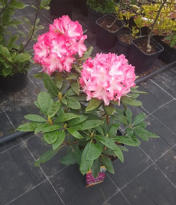 Рододендрон
900грн