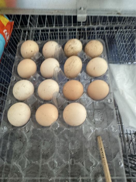 Ovos de sedosas barbudas do japao