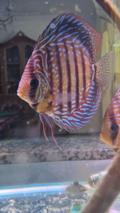 Discus adultos 4 disponíveis valor unitário