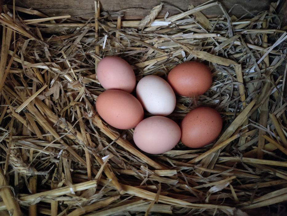 Jajka z wolnego wybiegu