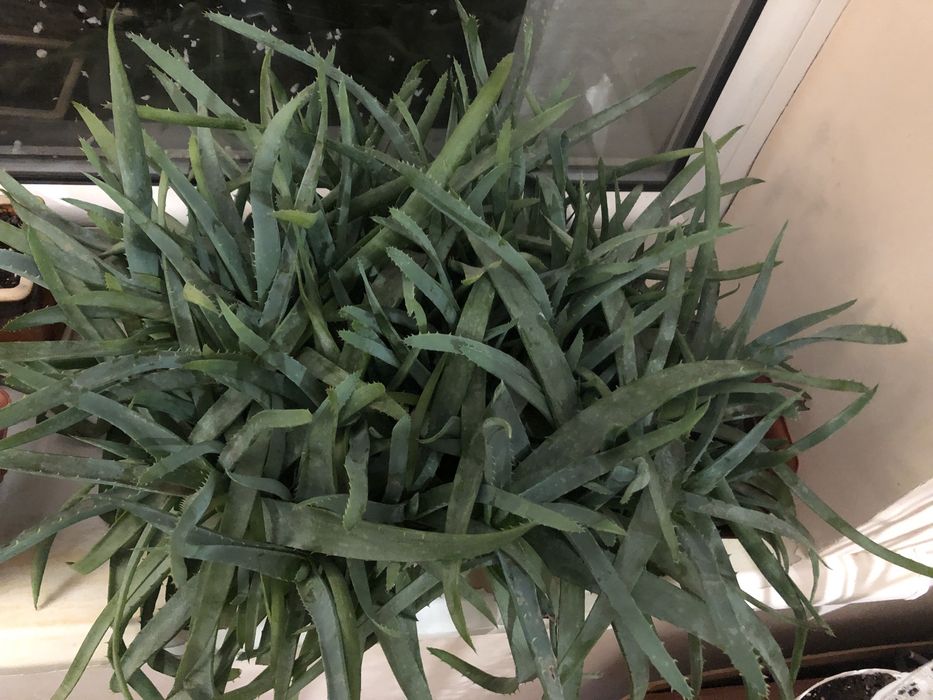 Продам  Алое остисте (Aloe aristata).Звичайне алое