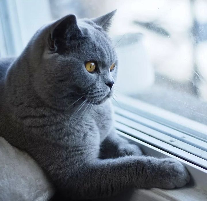 Шотландський прямоухий кіт для в’язки чекає на побачення