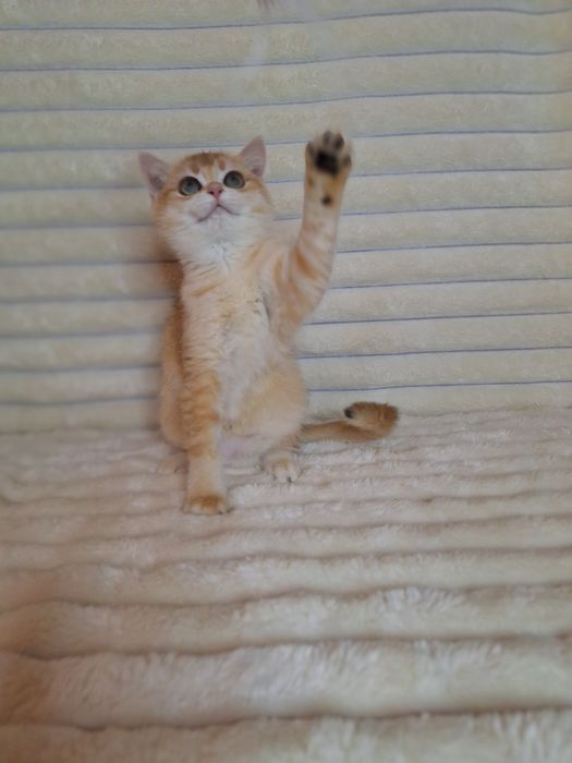 Британська Золота шиншила дівчинка.