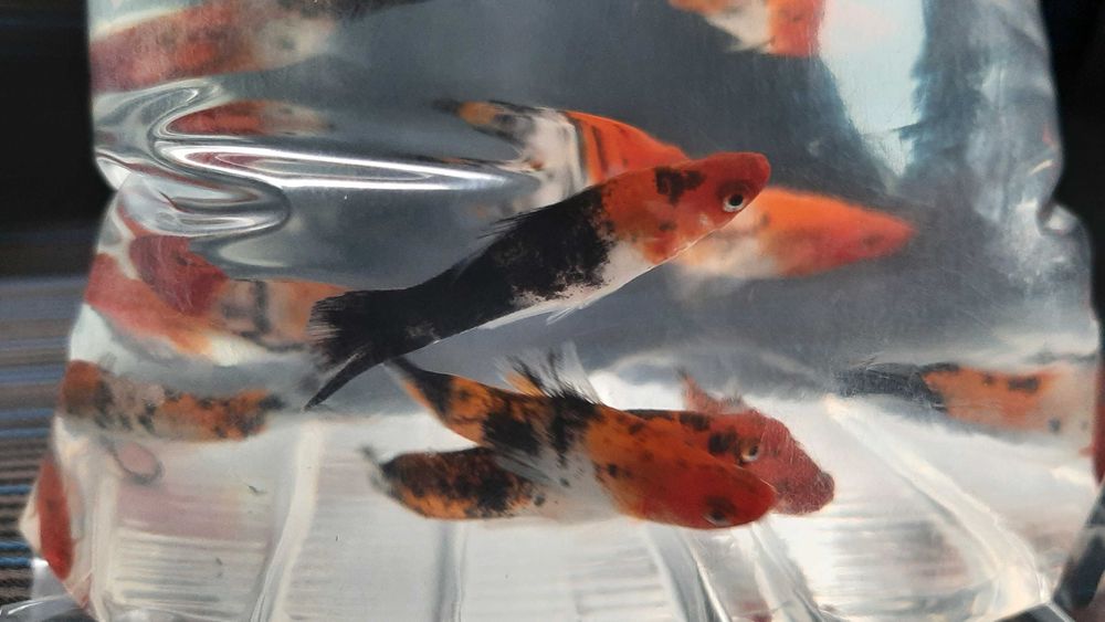 mieczyki trikolor