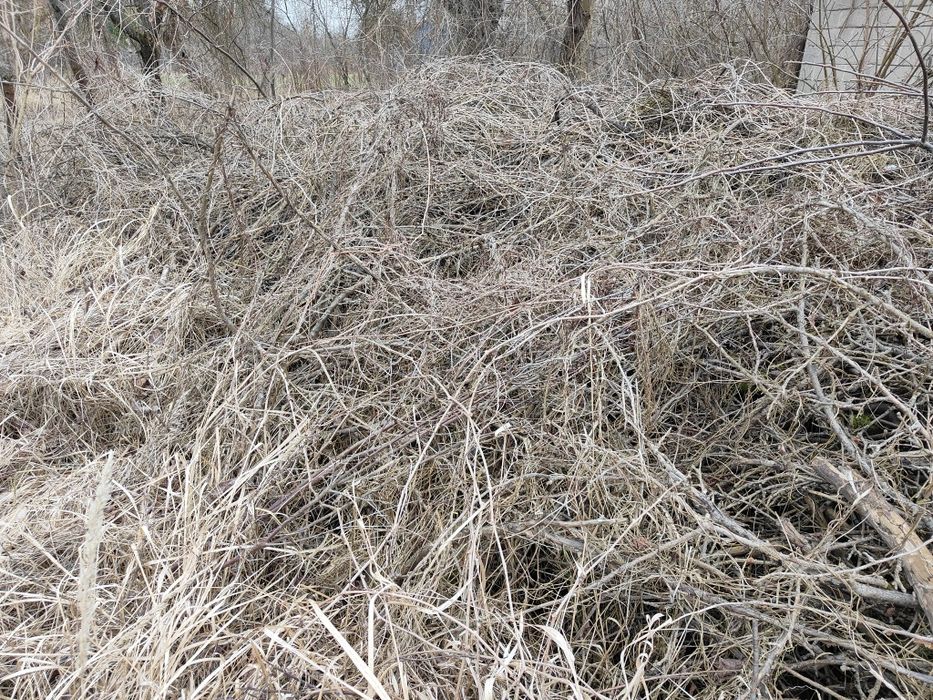 Oddam chrust, gałęzie