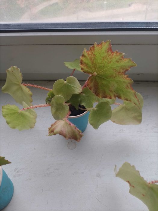 Бегония воротничковая - детки