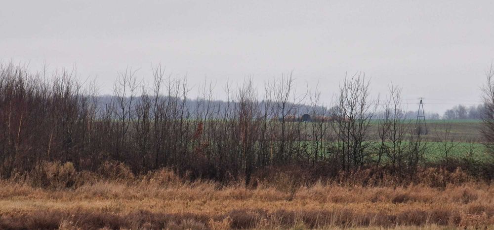 Wierzba energetyczna do samodzielnego wycięcia