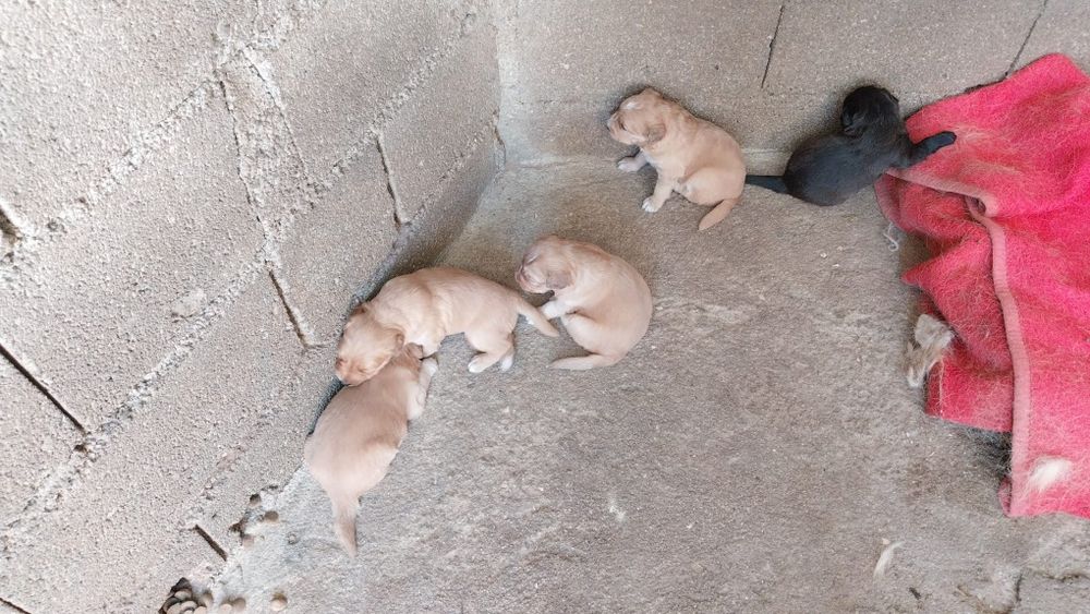 Cachorrinhos para doar