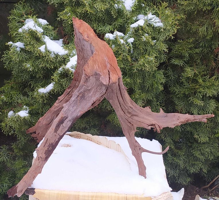 Wielki korzeń mangrowca