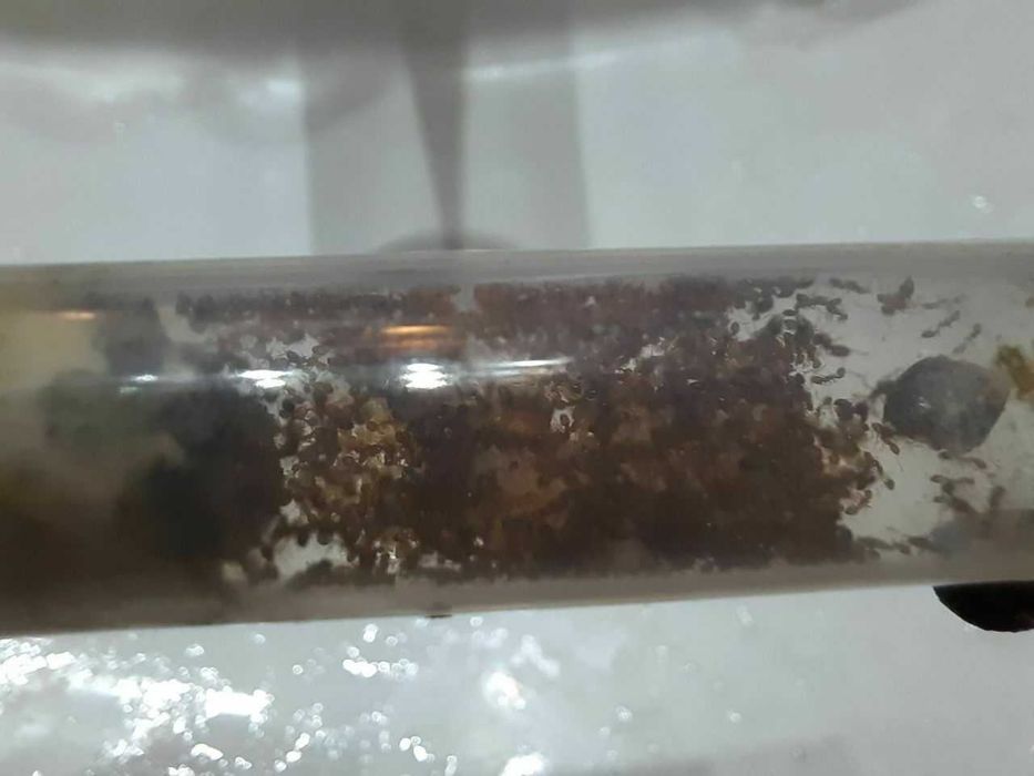 Monomorium pharaonis kolonia mrówek