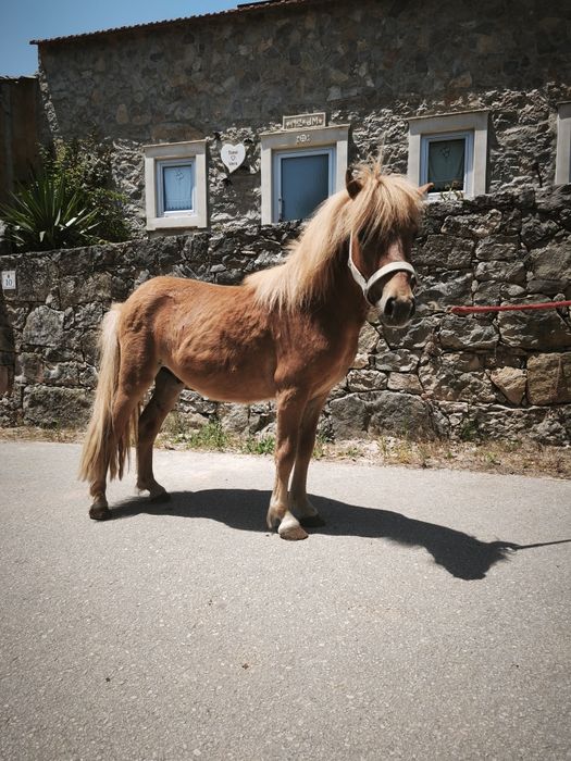 Ponei macho inteiro