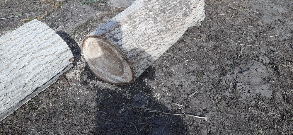 Стовбур горіха  на пиломатеріали