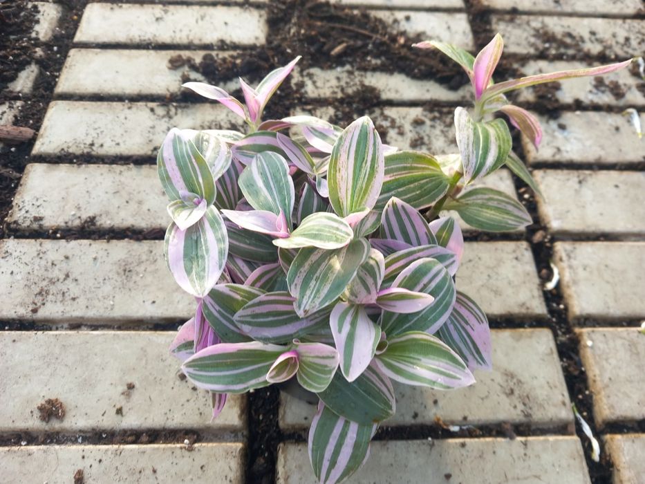 Trzykrotka lilac domowa